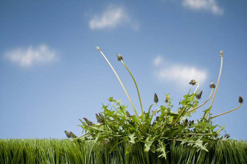 Weed Eating