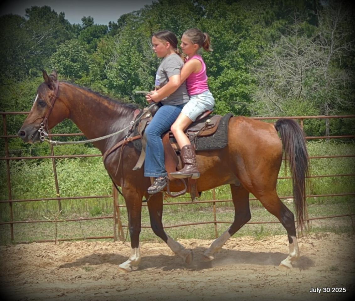 Cash- 11 Year Old Arabian Cross