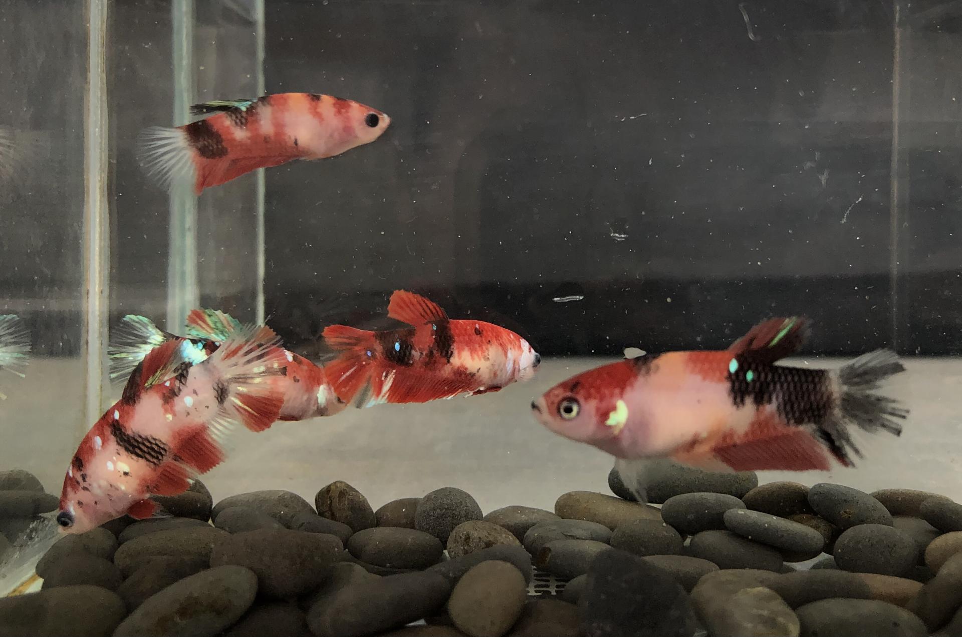 females galaxy koi
