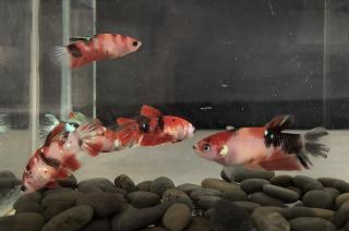 females galaxy koi