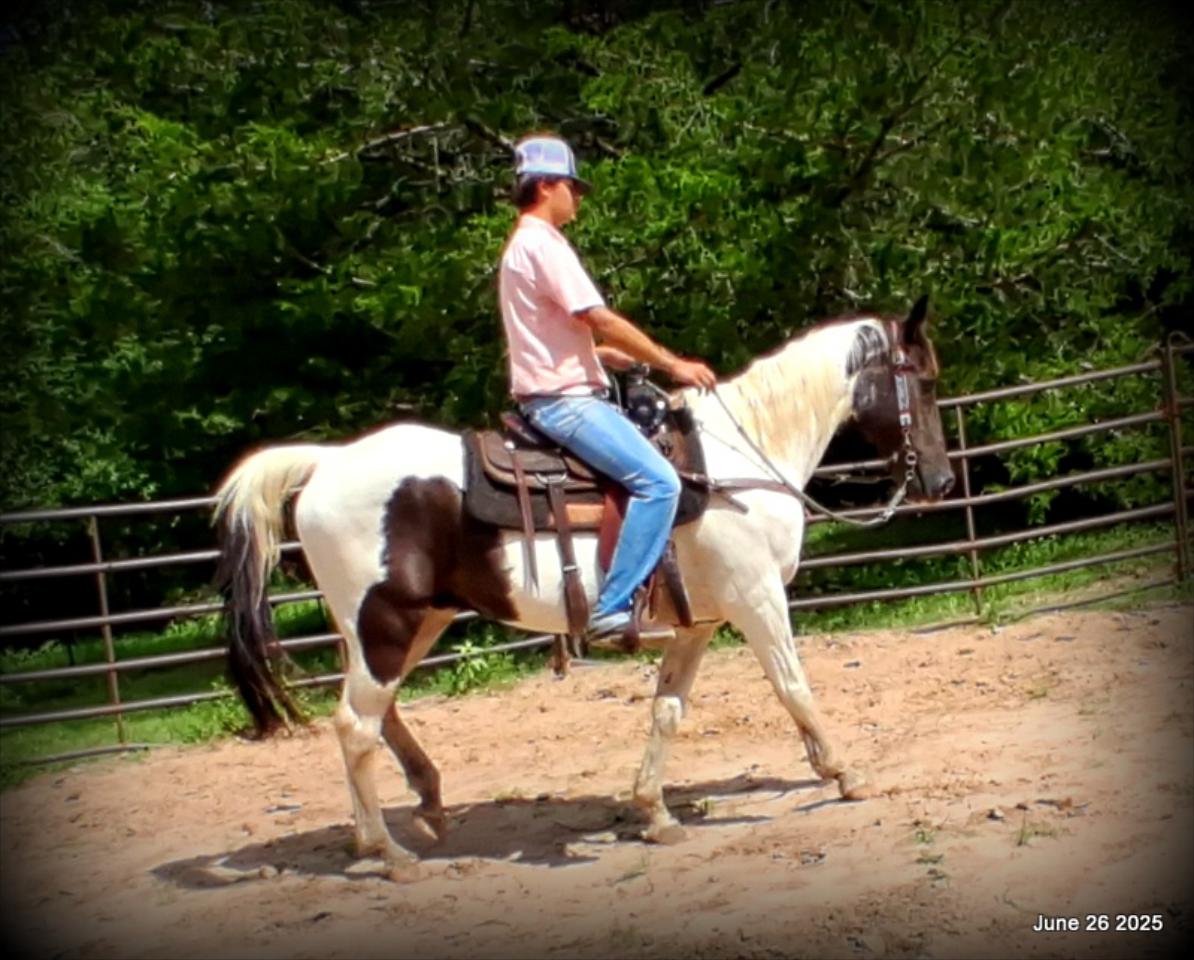 Meet Patrick – The Perfect Family Gelding!
