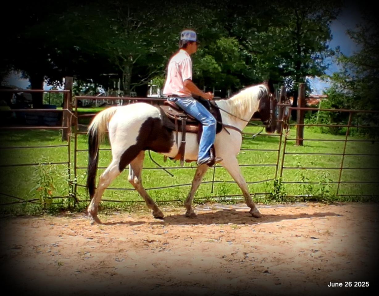 Meet Patrick – The Perfect Family Gelding!
