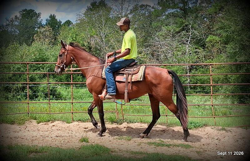 🧡 Jessica’s Beauty | Registered Standardbred Mare🧡