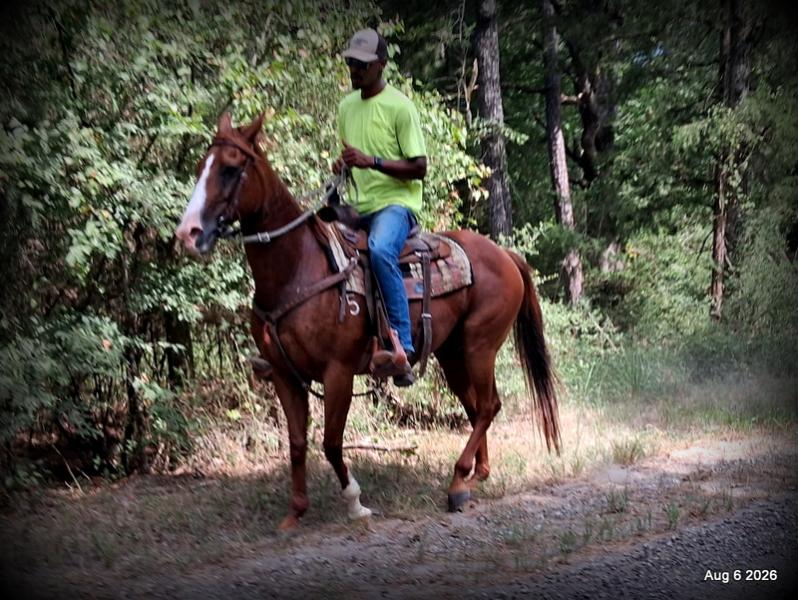 💛🐴 Scarlet • Ranch Experienced, Trail Ready & Ready to Ride💛