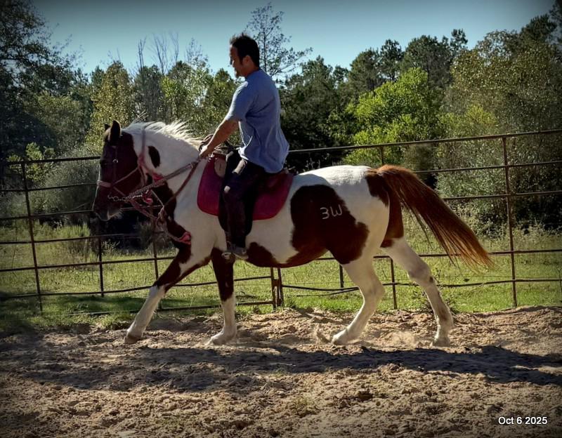 Jazzy – A Warrior Seeking Her Second Chance