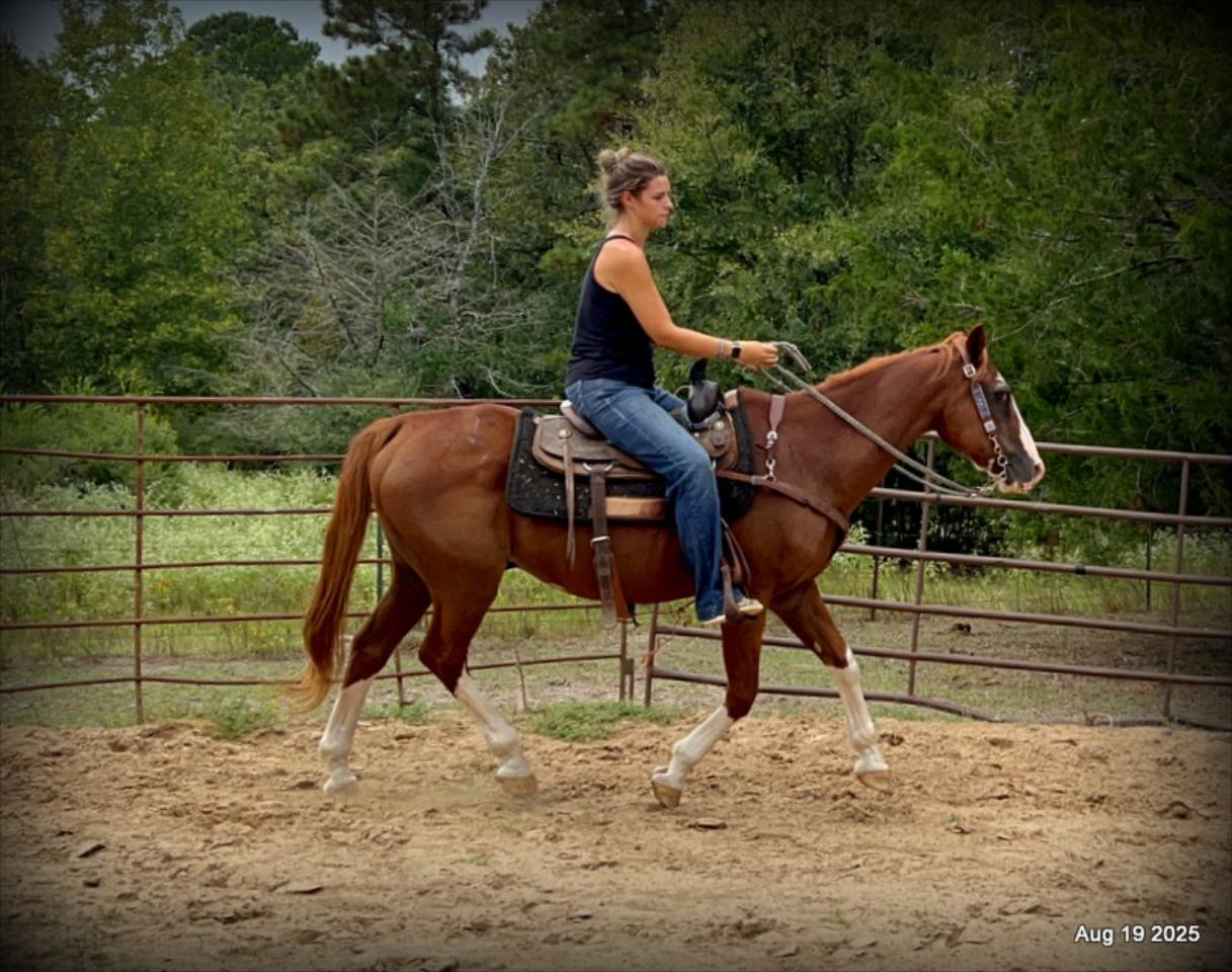 Cooper Amazing Beginners Horse