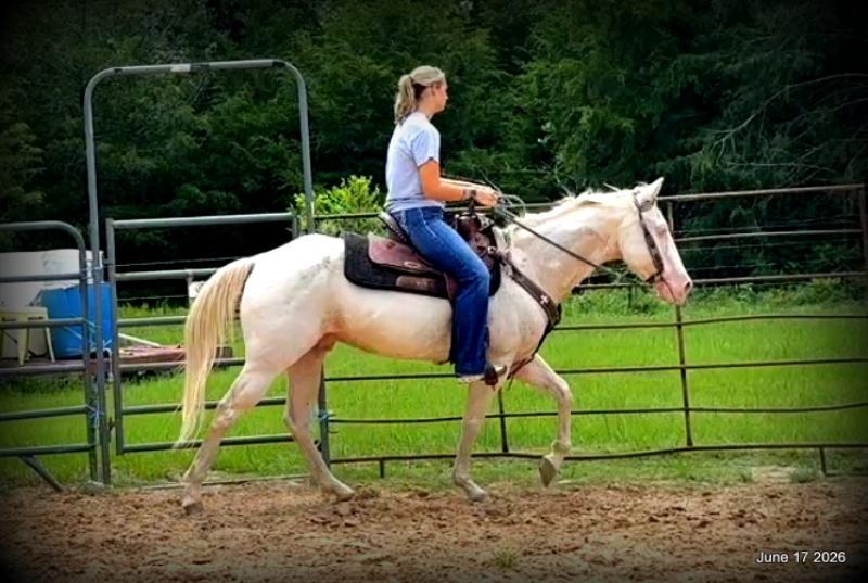💚Prince💚Meet Prince: Your Dream Riding Partner! 👑