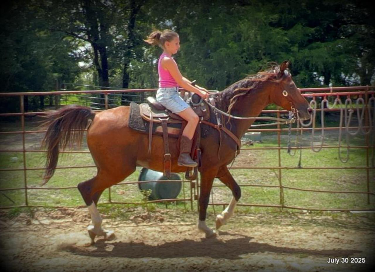 Cash- 11 Year Old Arabian Cross