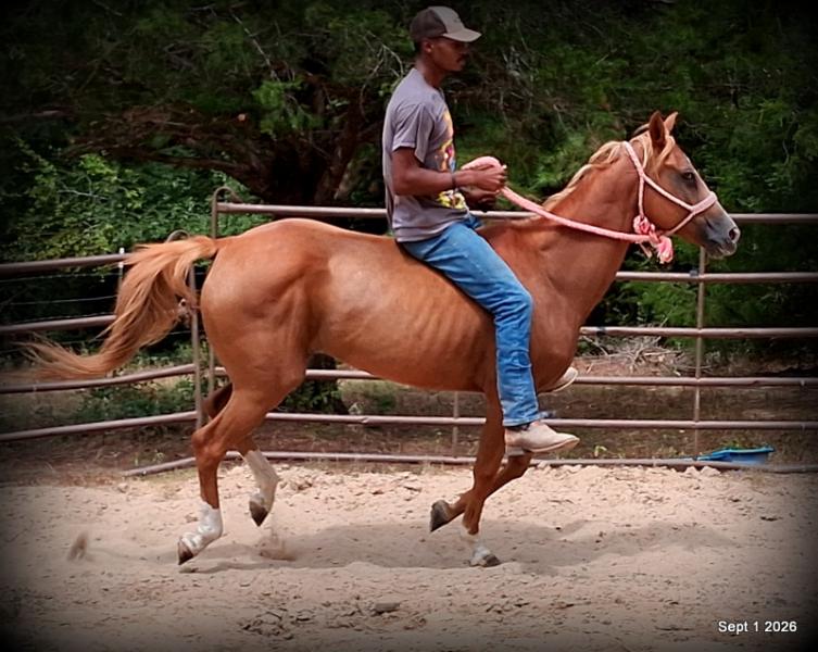 💚🐴 Blair • Kid Safe, Beginner Safe & Sweet Trail Mare💚