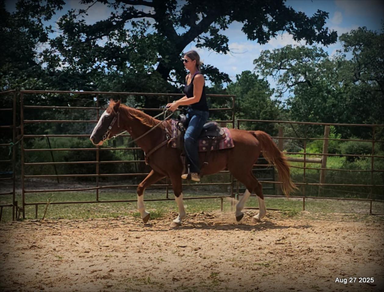 Cooper Amazing Beginners Horse