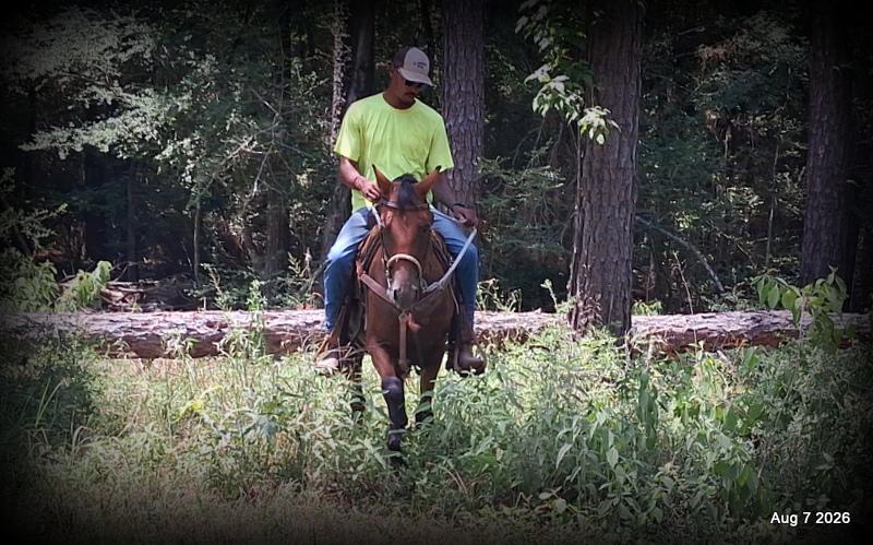 💚Sable • Beginner Safe & Family Safe Mare💚