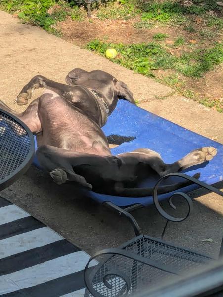 Duke formally known as Scooby