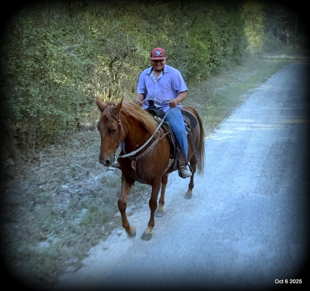 🌹 Meet Missouri – The Mare That Makes Every Ride Feel Like Home 🌹
