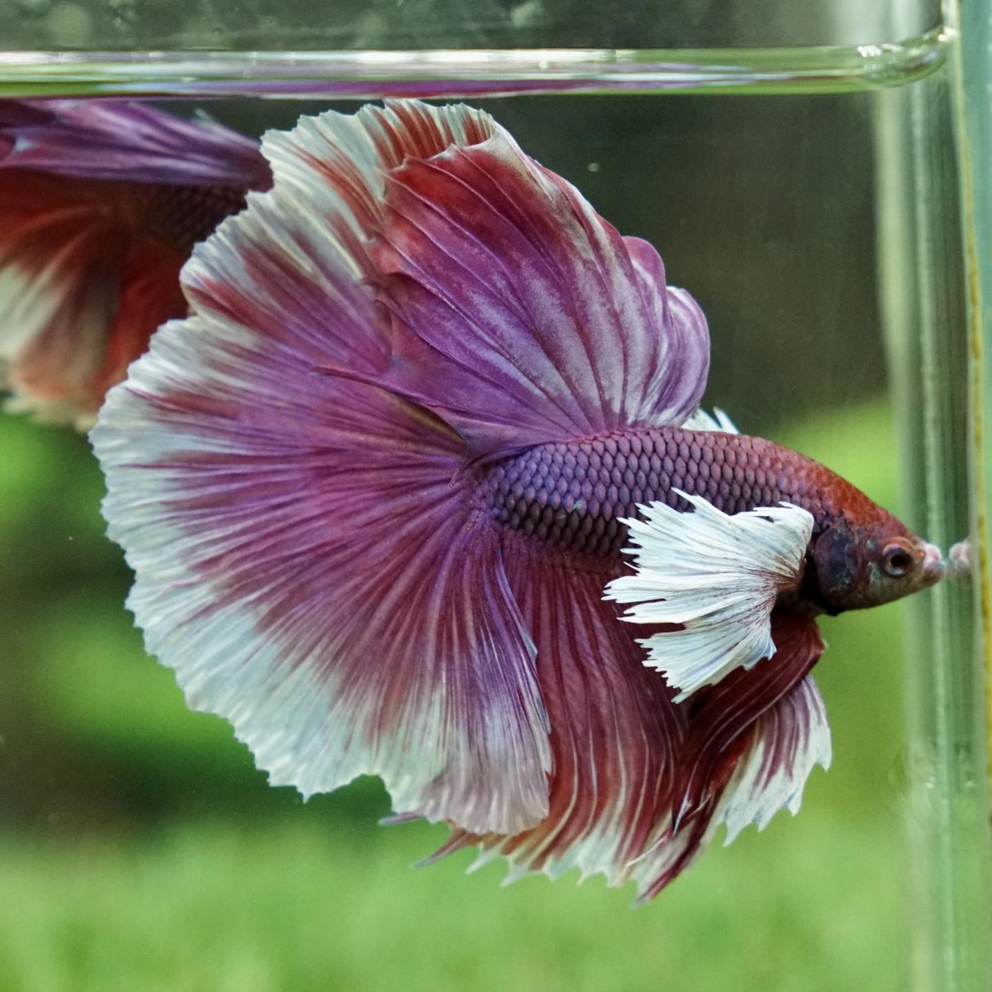 Dumbo  Half-moon Betta Males