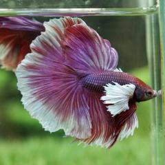 Dumbo  Half-moon Betta Males
