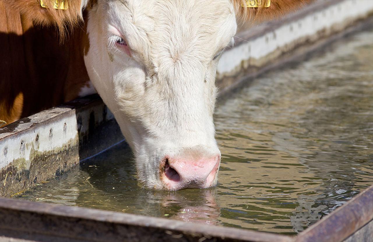 Livestock Water Line