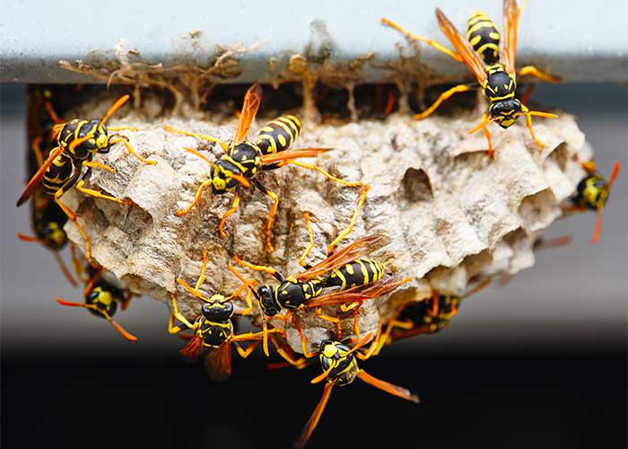 Wasps