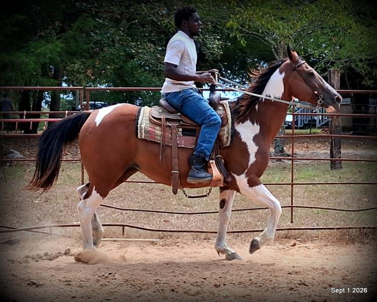 💛 🐴 Milly • Beginner Safe, Confident & Smooth Trail Mare💛