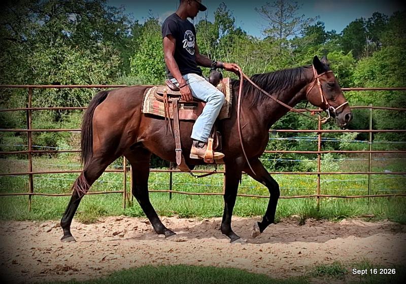 💚 Cat | Kid & Beginner Safe Family Trail Mare
