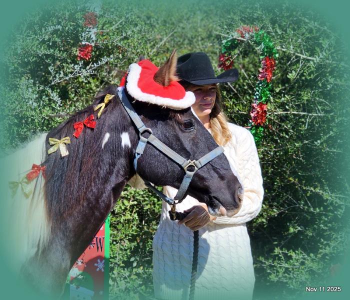 🧡Ragan🧡🎄 ✨ A Christmas Dream Horse Looking for Her Forever Home ✨ 🎄