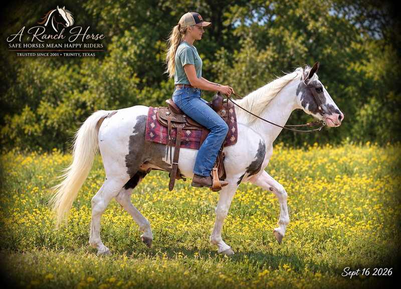 💛 Cosmo | Beginner-Safe Spotted Saddle Gelding
