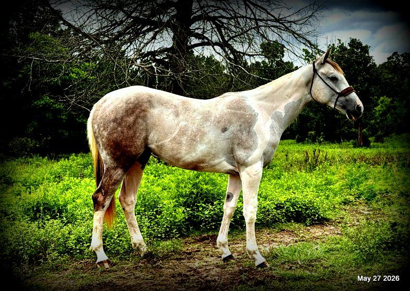 Milkshake Exceptional Young Filly Prospect 🌟