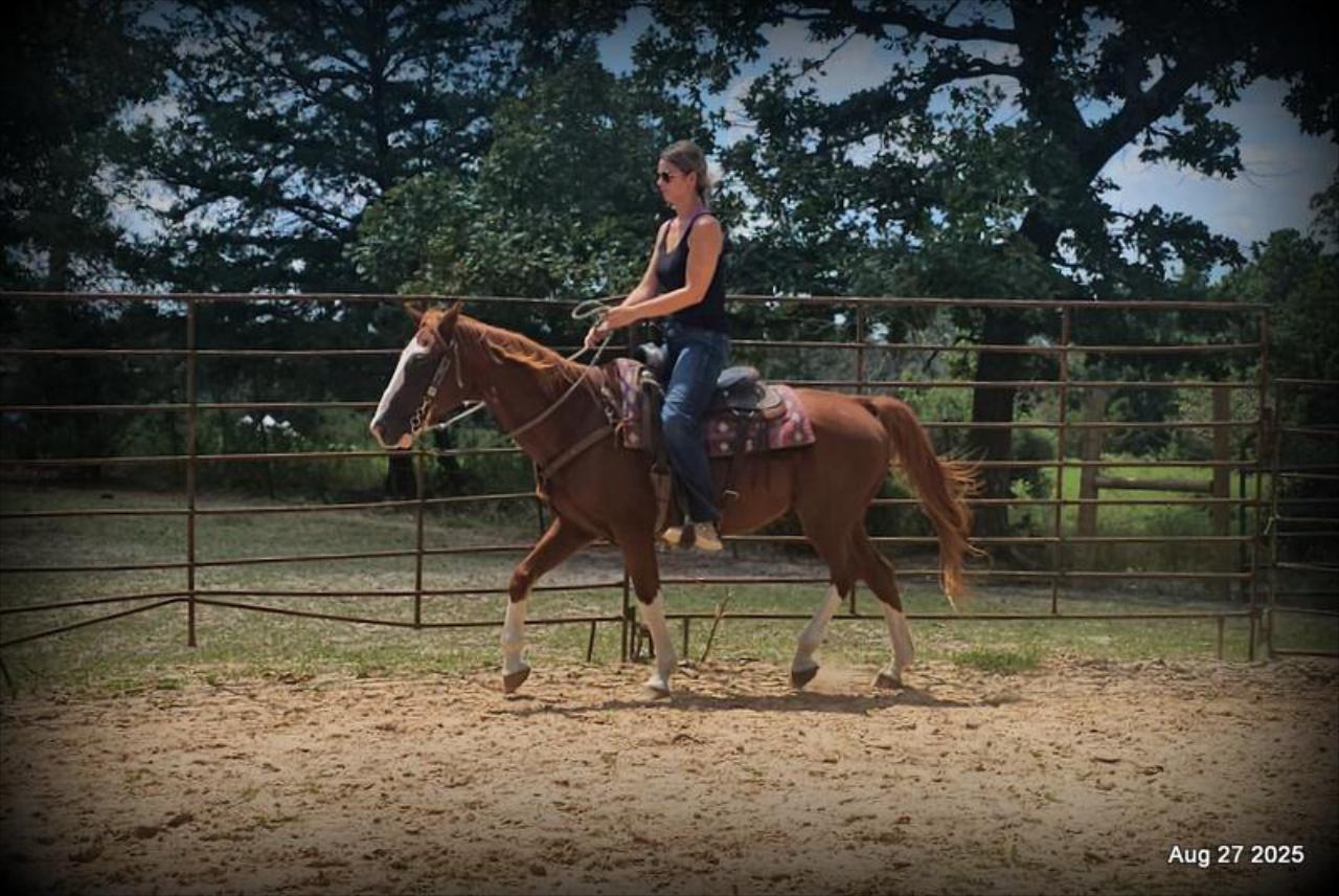 Cooper Amazing Beginners Horse