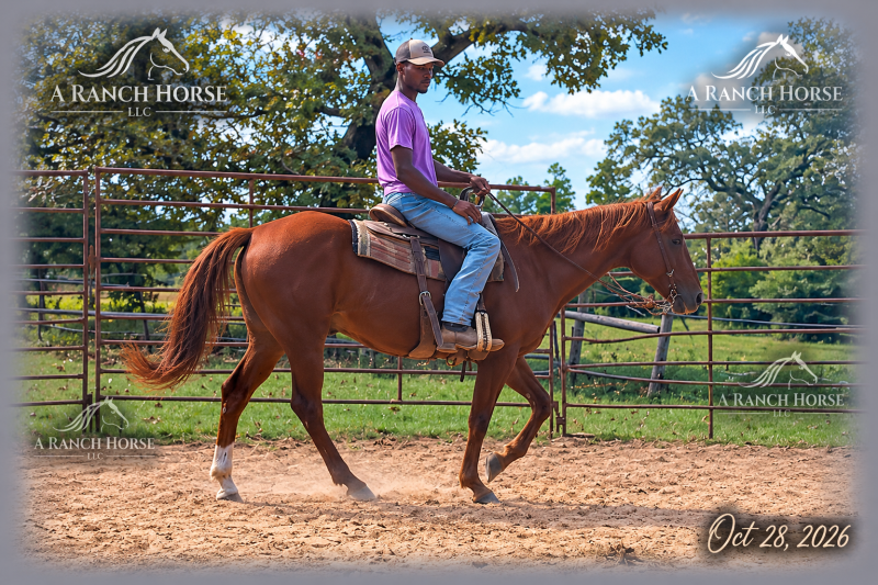 💚 BEAU 💚 THE BEAUTIFUL FAMILY-SAFE TRAIL GELDING