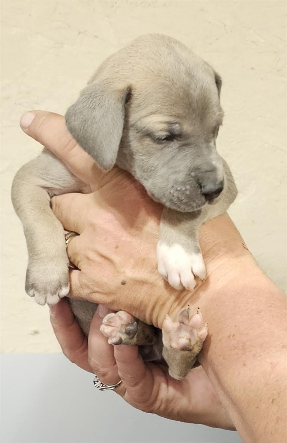 Blue Fawn Female Purple Collar