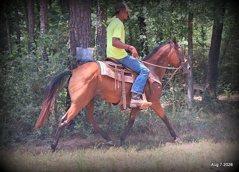💚Sable • Beginner Safe & Family Safe Mare💚