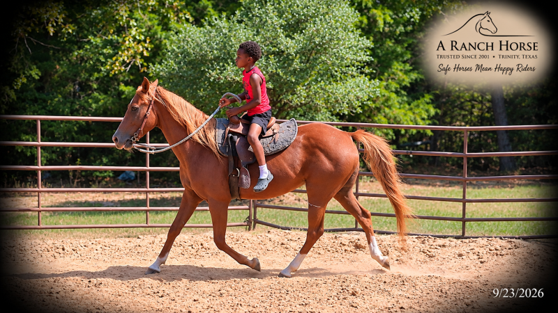 💚🐴 Blair • Kid Safe, Beginner Safe & Sweet Trail Mare💚