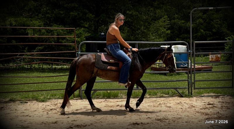 💛Bugs💛Smooth-Gaited Trail Mare 🌟