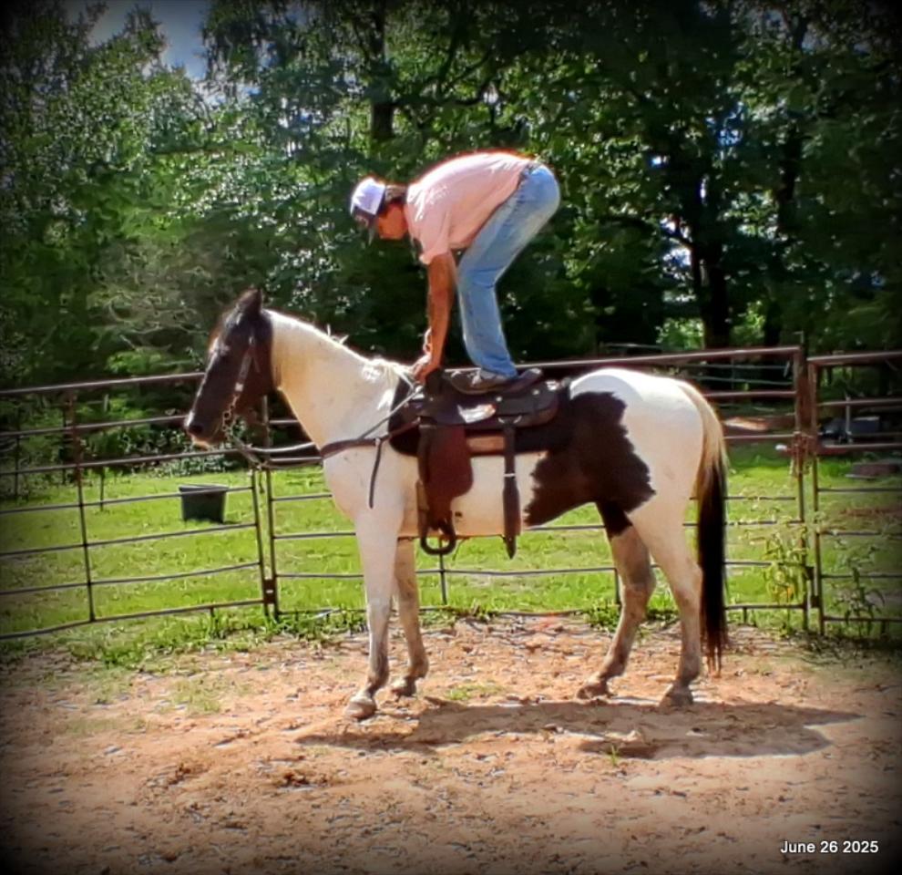 Meet Patrick – The Perfect Family Gelding!