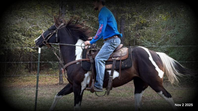 🧡Ragan🧡🎄 ✨ A Christmas Dream Horse Looking for Her Forever Home ✨ 🎄
