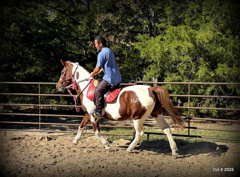 Jazzy – A Warrior Seeking Her Second Chance