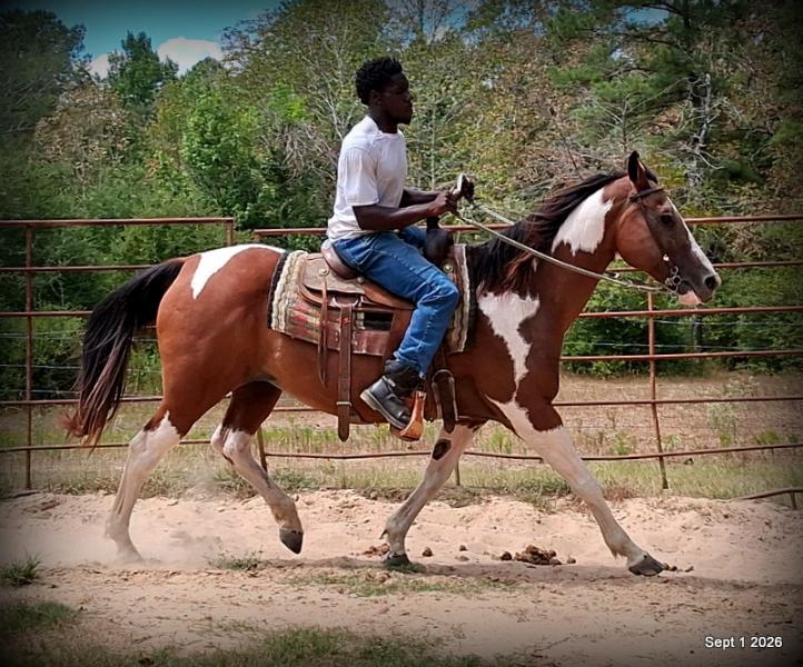 💛 🐴 Milly • Beginner Safe, Confident & Smooth Trail Mare💛
