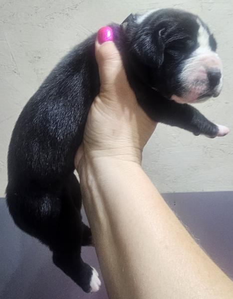 Black Mantle Female Grey Collar (SOLD)