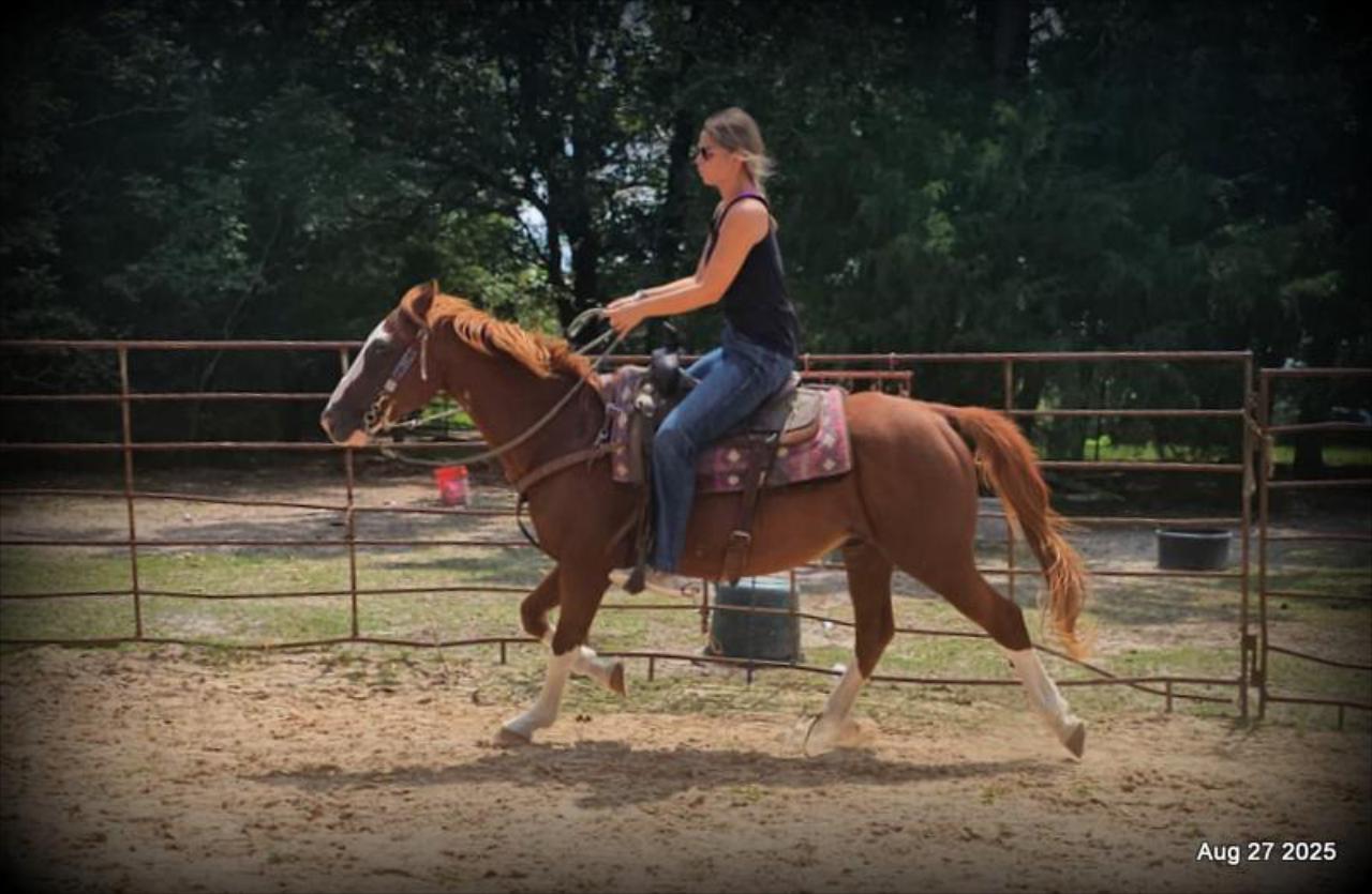 Cooper Amazing Beginners Horse