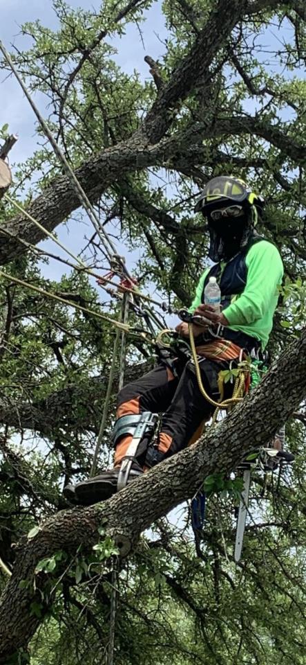 ANSI Standard Tree Pruning & Planting