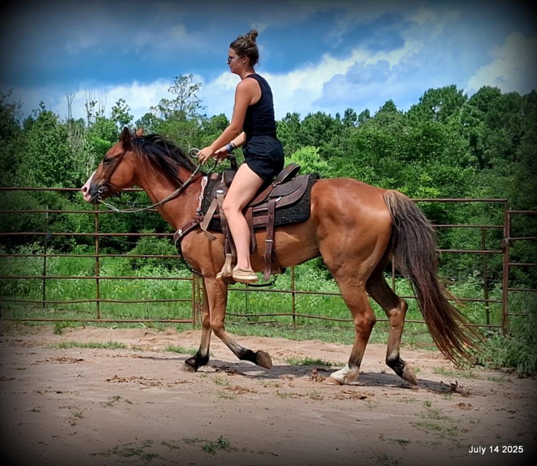 Bailey – Sweet Bay Gelding with a Heart of Gold