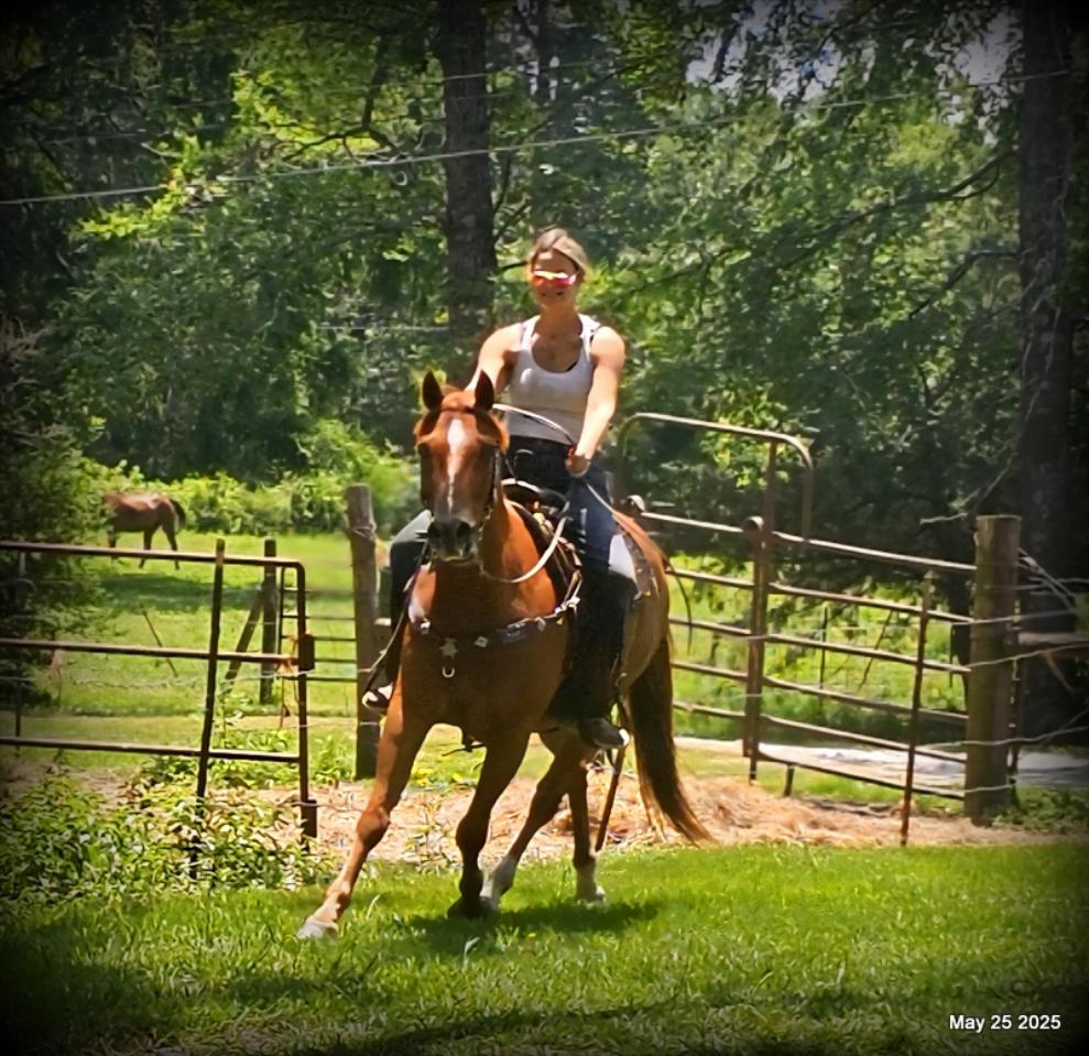 Smart Little Buzz AKA hawk