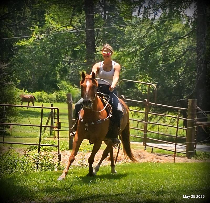 Smart Little Buzz AKA hawk