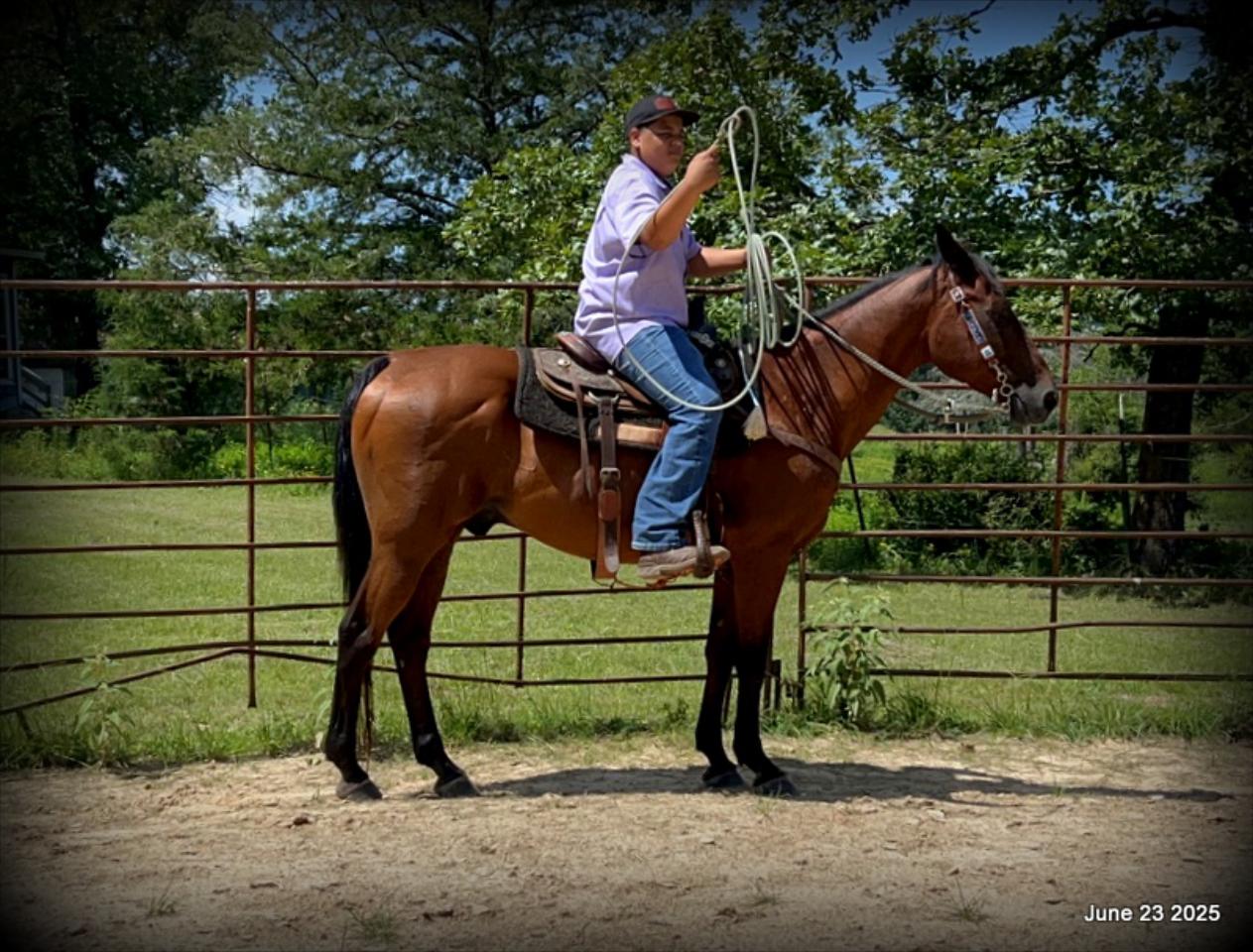 Sammy – A Comeback Story with a Heart of Gold