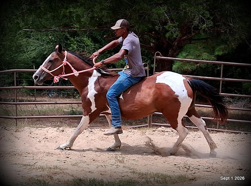 💛 🐴 Milly • Beginner Safe, Confident & Smooth Trail Mare💛