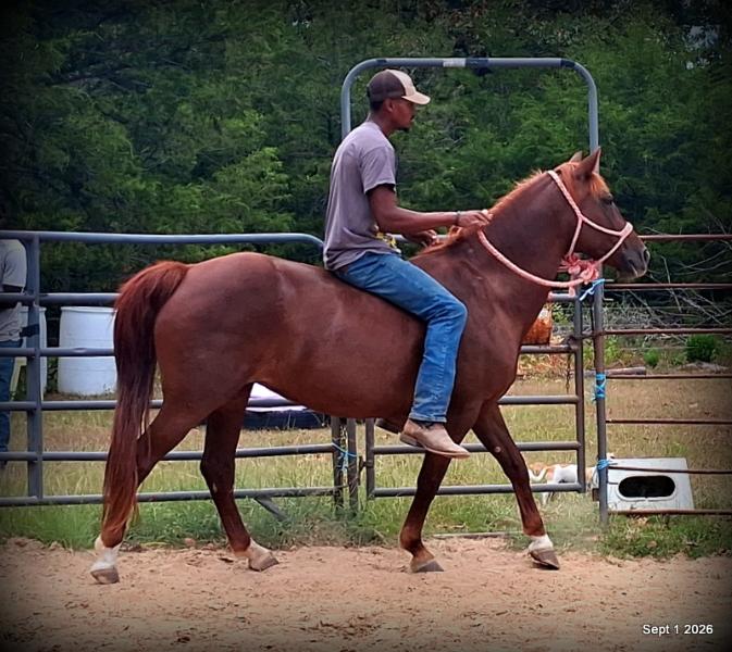 💚🐴 Cricket • Kid Safe & Beginner Safe Family Mare💚