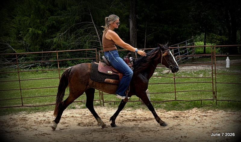 💛Bugs💛Smooth-Gaited Trail Mare 🌟