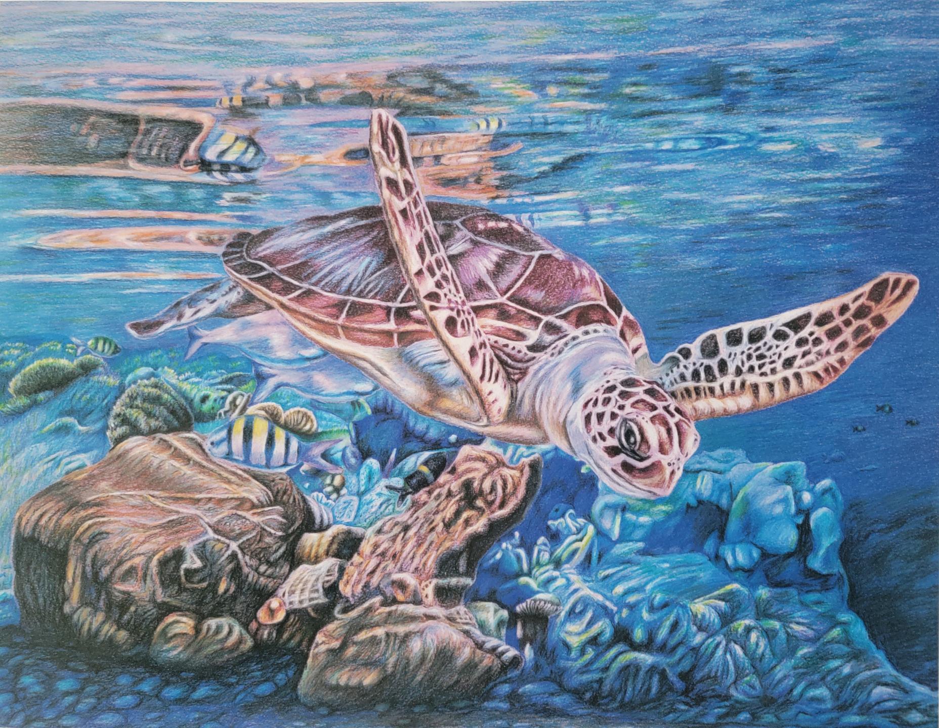 Sea Turtle