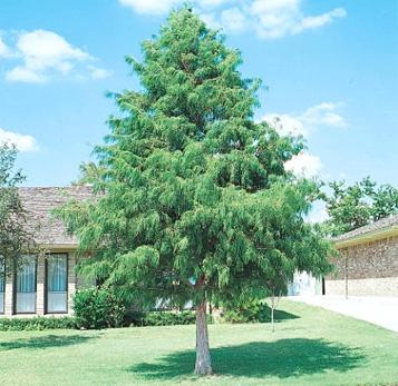 Bald cypress (Taxodium distichum)