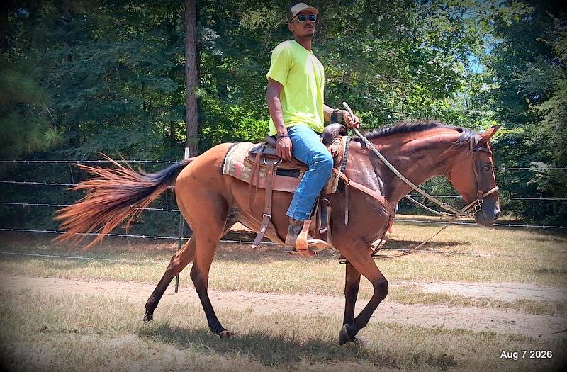 💚Sable • Beginner Safe & Family Safe Mare💚