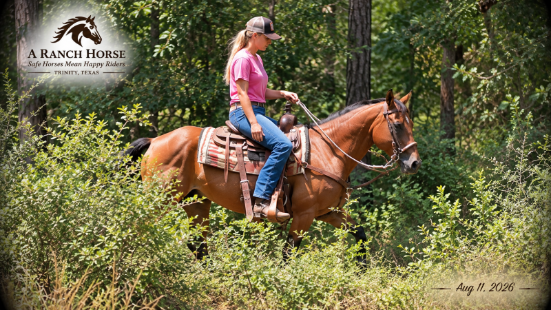 🧡🐴 Sable • Advanced Beginner, Family Friendly & Dependable Trail Mare 🧡
